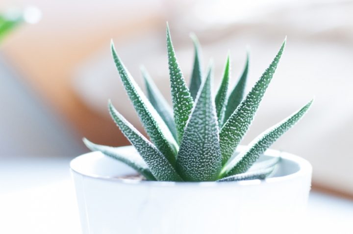 aloe vera