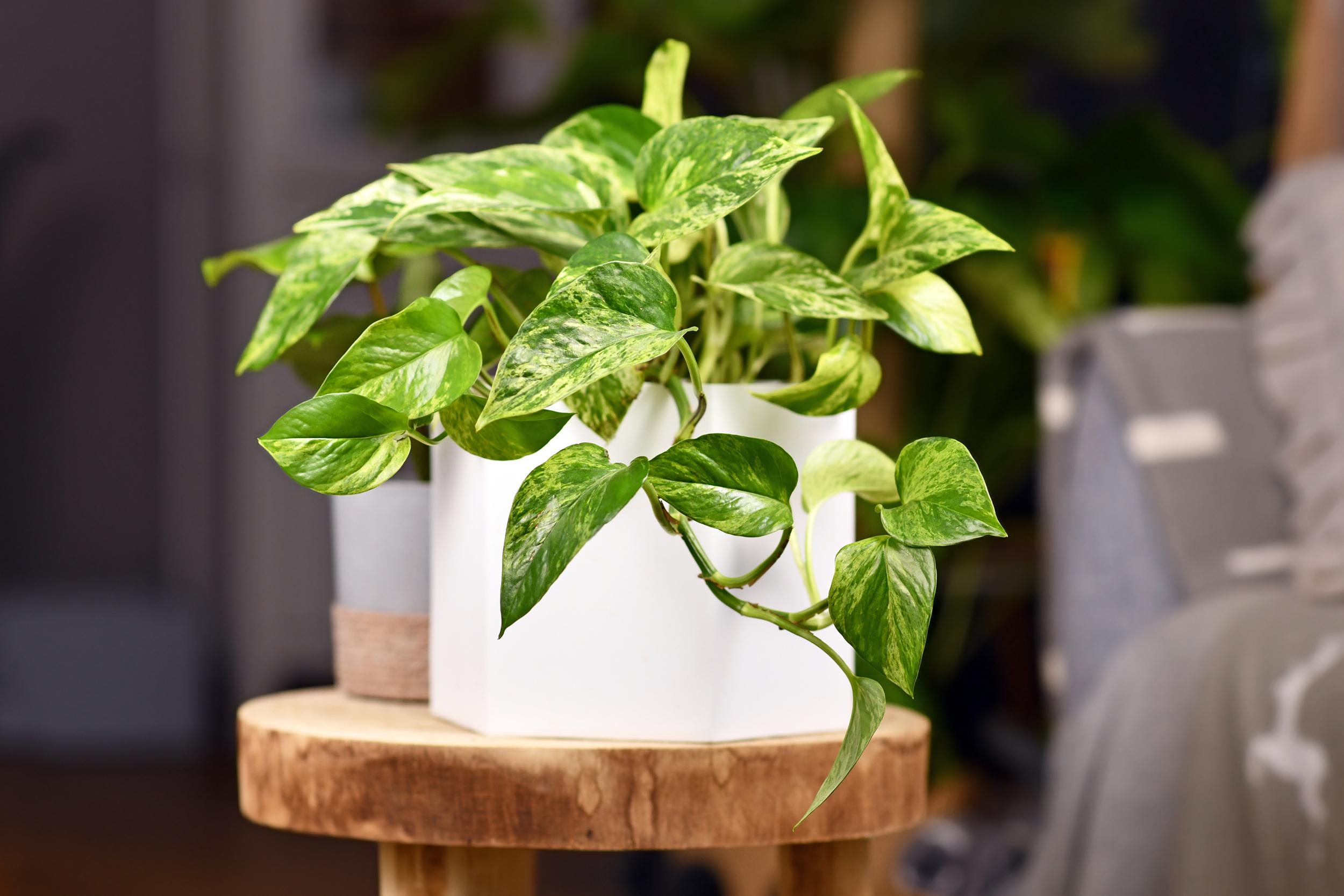 pothos planta jibois