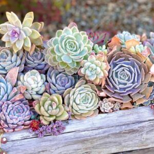Decoração com Suculentas: Confira as melhores ideias
