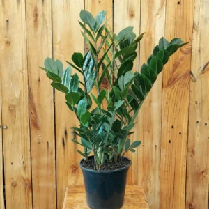 6 Plantas Naturais MUITO Fáceis de Cuidar: Conheça 🌿