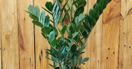 6 Plantas Naturais MUITO Fáceis de Cuidar: Conheça 🌿